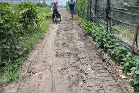 “翻烧饼”！先铺碎石后覆土，这条老人必经之路改了比不改还难走图片