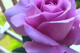 超生游击队图片