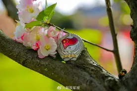 花开了！一起欣赏军营春色图片