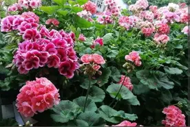 夏天养天竺葵，只要做好4个关键点，照样花开爆盆图片