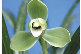 （图文）教你怎样辨别兰花的唇瓣？图片