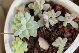 为什么你叶插的肉肉容易挂掉？看了你就明白啦图片