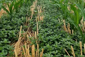 你没有想到马蜂菜这东西在我们莘县都开始套种了图片