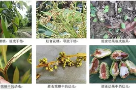 加强荔枝花穗期蒂蛀虫监测，精准施药压低初期虫源图片
