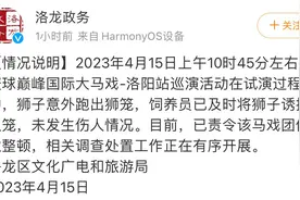 河南洛阳通报马戏团狮子意外跑出狮笼情况：已诱捕入笼，马戏团停业整顿图片