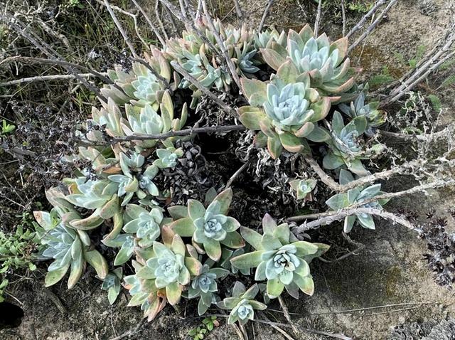 墨西哥高原,野生多肉植物真正的天堂