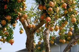 “小院种5树，人前显富贵”，越养越辉煌，成了镇宅树，寓意旺家图片