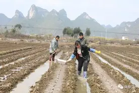 老乡都说，甜蜜从“蔗”里开始~图片