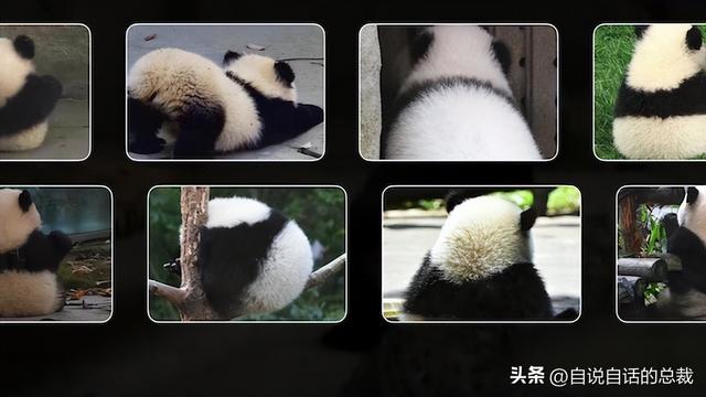 熊猫：真实存在的上古恐惧，为什么只有人类觉得大熊猫很可爱？