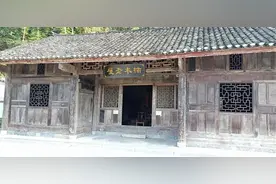 一棵树能卖2.3个亿！金丝楠木那么昂贵，树苗12元为何没人想种？图片