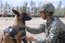 悬赏1000万寻找功勋军犬，想要领养退役军犬有多难？图片
