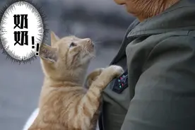 我有一只猫界女神三花猫图片