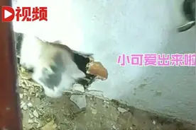 安徽阜阳一店铺老板求助小猫被困在墙壁夹层，消防员破墙救援图片
