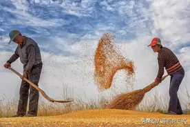 如果农民不种地，那么谁最先扛不住？答案很残酷却很现实图片