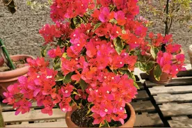 适合阳台养的三角梅—暗夕，个子小、花量大、花期长，好看也好养图片