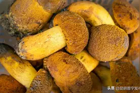 人工赋能野生菌，长势好产量高图片