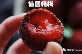 夏天泡杨梅酒，6年经验教给你，简单好做又好喝，放两三年都不坏图片