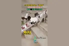 小羊羔无意间坐上“滑滑梯”，打开了玩耍的新世界图片