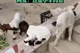 小羊羔无意间坐上“滑滑梯”，打开了玩耍的新世界图片
