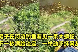 广州一男子河边钓鱼，蟒蛇就在脚边，淡定坐在原地垂钓，惊呆路人图片