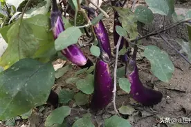 种植番茄、辣椒、茄子这样用鸡蛋壳，果子不烂头，还能疏松土壤图片