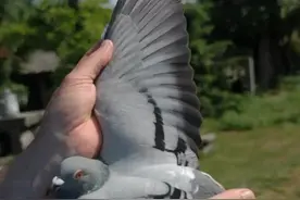 20张冠军鸽翅膀欣赏，高质量赛鸽翅膀都有哪些特征？图片