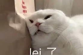 养猫小知识：这几种蔬菜，不要给猫吃，后悔就来不及了！图片