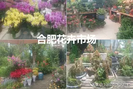 合肥8个花卉市场，便宜好玩，各有特色图片