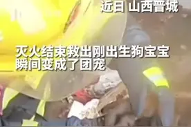 （视频）@太原人！山西消防员从火场救出小奶狗，从此改变了狗生图片