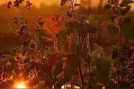 世界学问大师谈爱情,性是暴君爱只是副产品图片