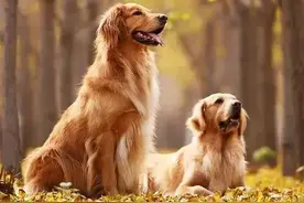 铲屎官必修课之金毛猎犬图片