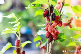 2022重庆桑葚采摘推荐15个好去处图片