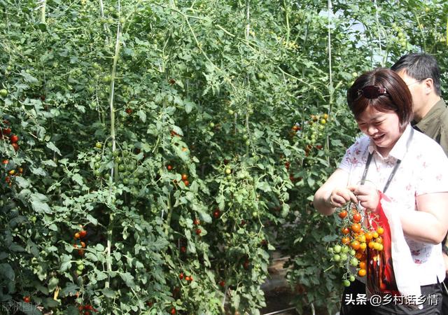 磷酸二氢钾混合红糖和食醋做肥料，效果神奇在哪里？你知道吗