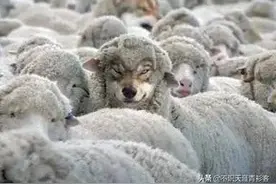 披着羊皮的狼图片