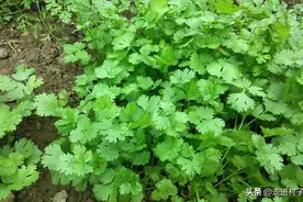 霜降后种植香菜，做好三个工作，5天出苗，20天后就可以摘来吃了图片