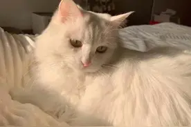 我的猫丢了！别急，按这个方法一步一步来！（建议收藏）图片