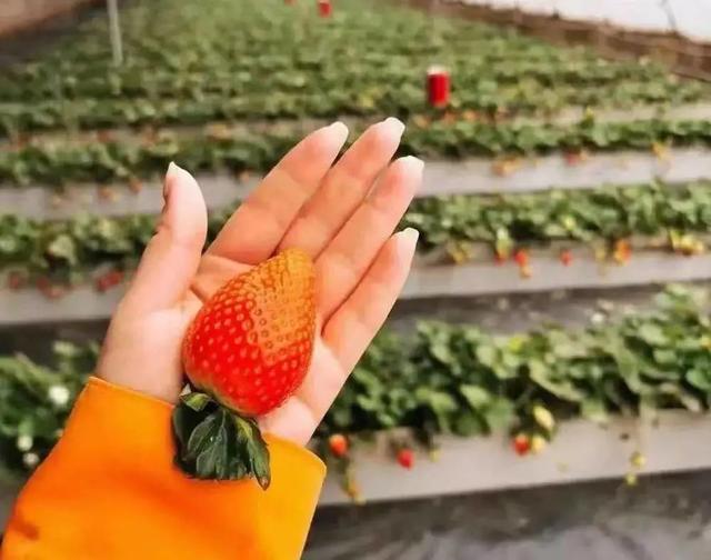 鏄椂鍊欎簡锛侀噾灞扁€滄按鏋滄潙鈥濈殑鑽夎帗锛岀瓑浣犳潵鎽樷啋