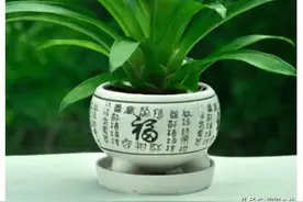 鸿运当头一生只开一次花，要想多开花，需要注意这些技巧图片