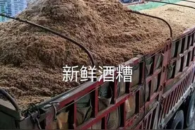 运用发酵酒糟喂猪到底是用啤酒糟好还是米酒糟好？养猪人都该看看图片