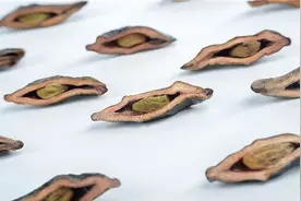 种植槟榔的土壤状况及水分调控图片