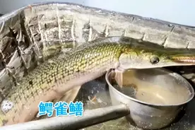 北京一小区发现不明生物，长嘴尖牙很凶猛，专家：它不该出现在这图片