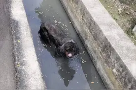 狗狗被困水沟好几天无人敢救，直到他出现，获救后直接瘫倒图片