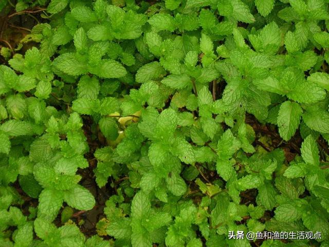 踏春必备“百草图”之三，身边那些有价值的野草，你能认识几种？