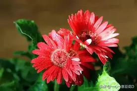 七言诗 婚姻篇图片