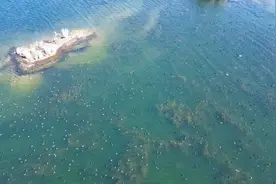 震撼！上万只……图片