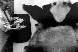 大熊猫的悲惨百年：被欧洲人剥皮，被美国人偷走，差一点就灭绝！图片