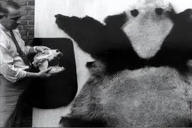 大熊猫的悲惨百年：被欧洲人剥皮，被美国人偷走，差一点就灭绝！图片