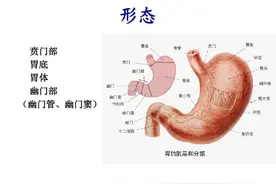 得了贲门癌怎么办？一定要把胃全部切除吗？图片