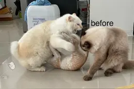 从小被欺负的橘猫，“忍辱负重”10个月后...复仇开始啦！图片