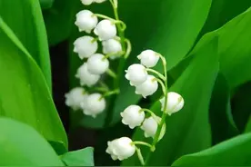 铃兰，观赏植物图片